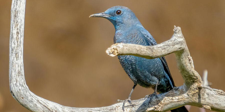 blue jays 