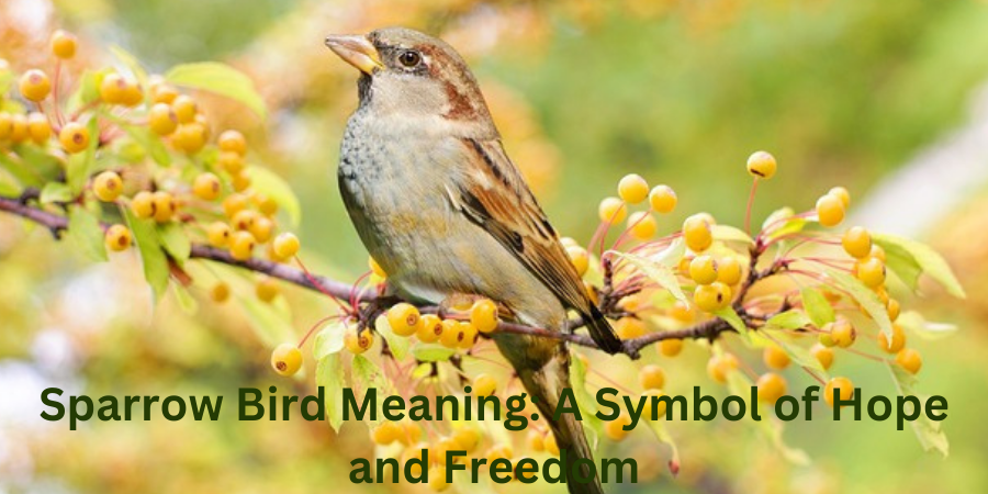 sparrow bird meaning , a symbol of hope and freedom