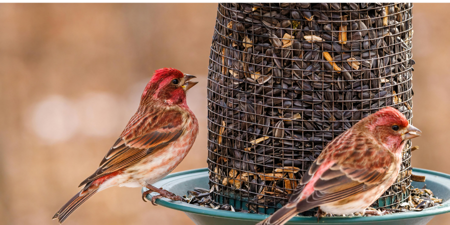 sparrow birds