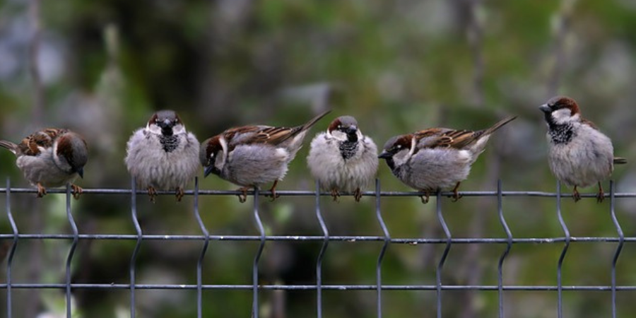 group of sparrows