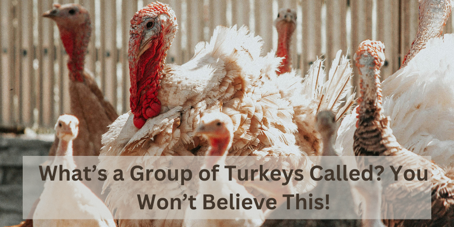 Add aWhat’s a Group of Turkeys Called You Won’t Believe This! heading