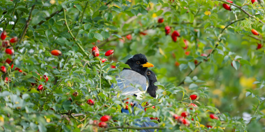 magpie