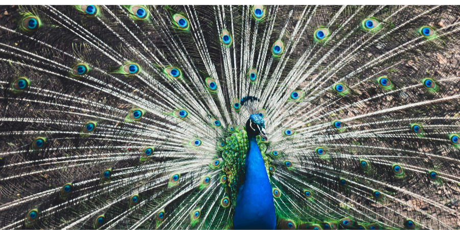 peacock