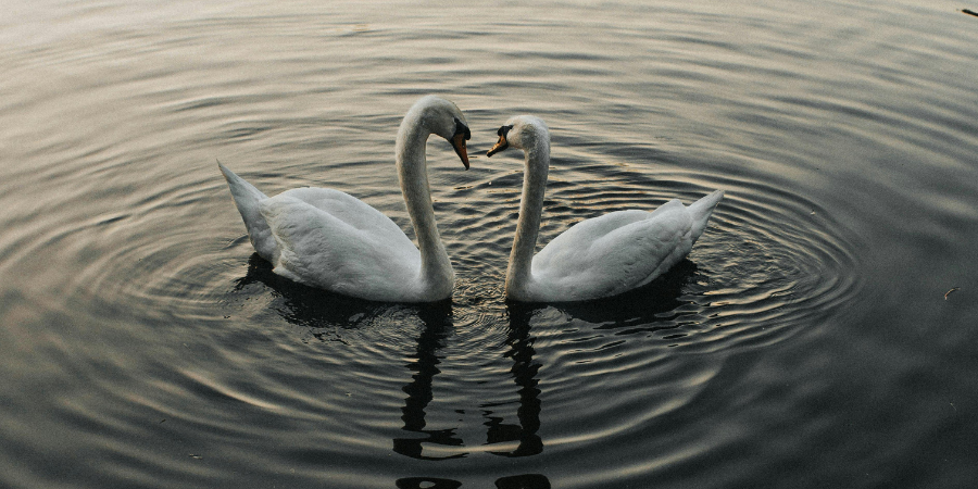 swans