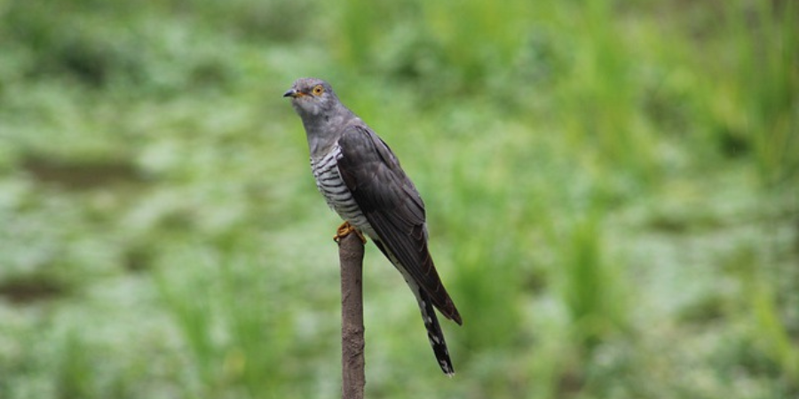 cuckoo