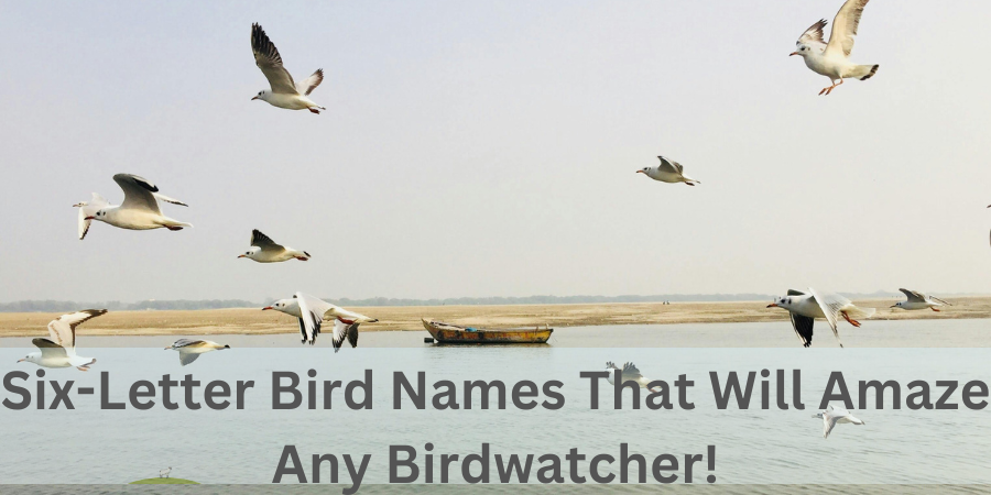 Six-Letter Bird Names That Will Amaze Any Birdwatcher!