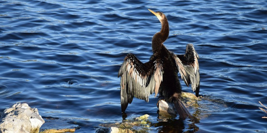 anhinga