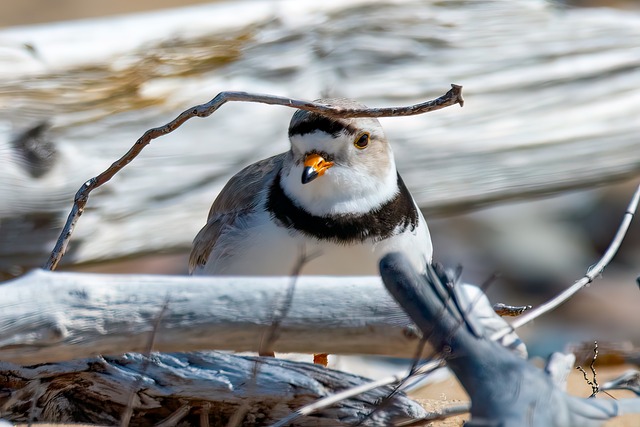 plover