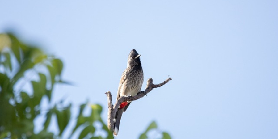 bulbul