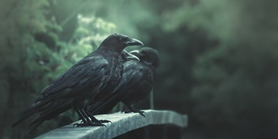 raven bird symbolism (1)