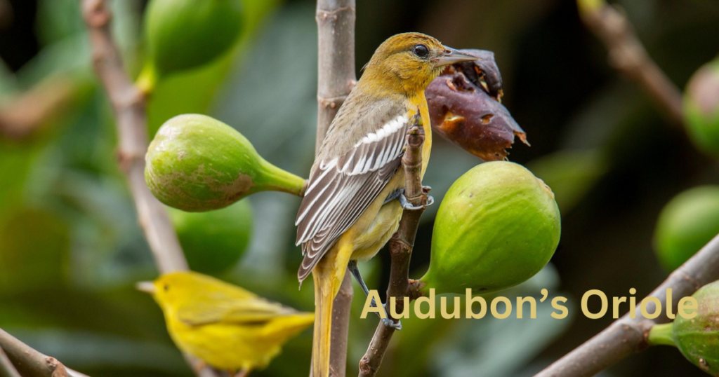 Audubon’s Oriole