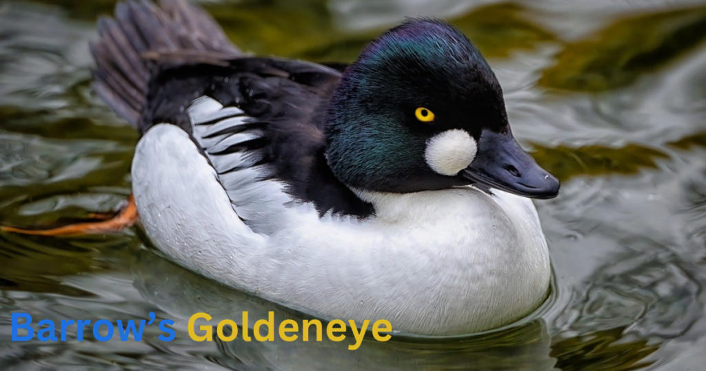 Barrow’s Goldeneye