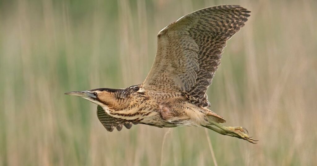 Bittern