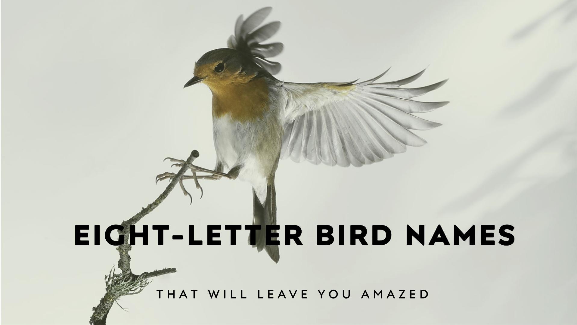 Eight Letter Birds Name