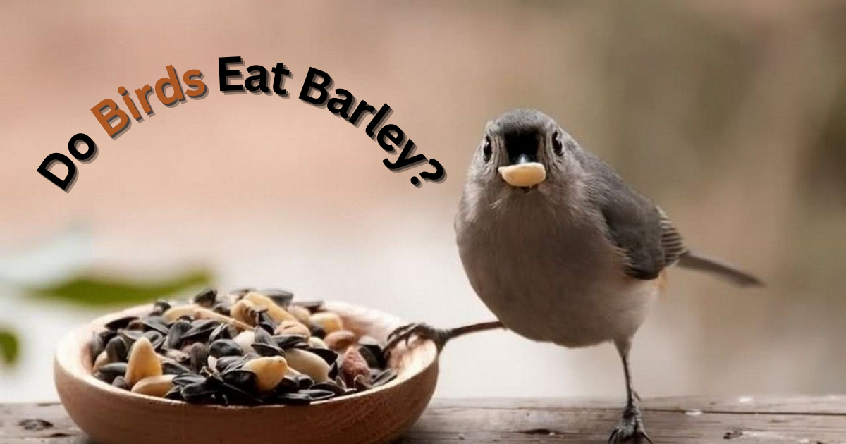 Do Birds Eat Barley