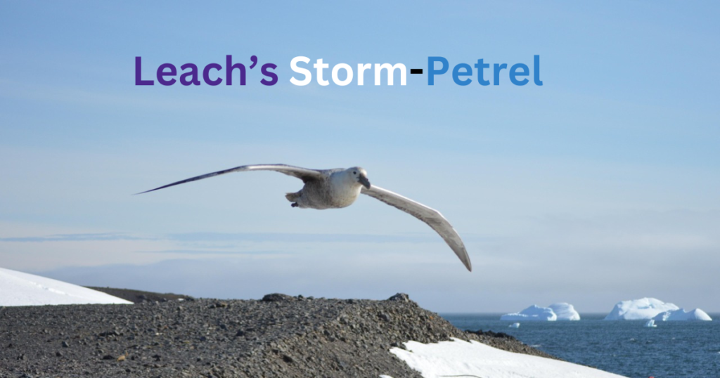 Leach’s Storm-Petrel