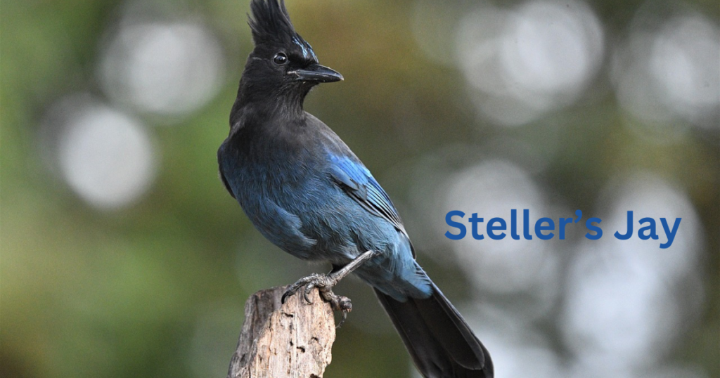 Steller’s Jay