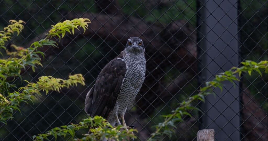 Goshawk