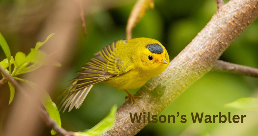 Wilson’s Warbler