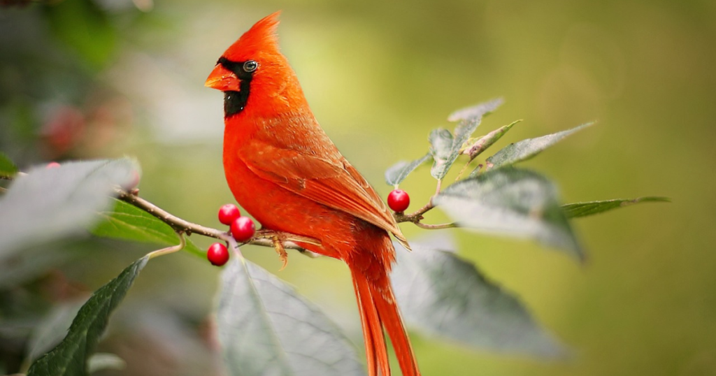 cardinal