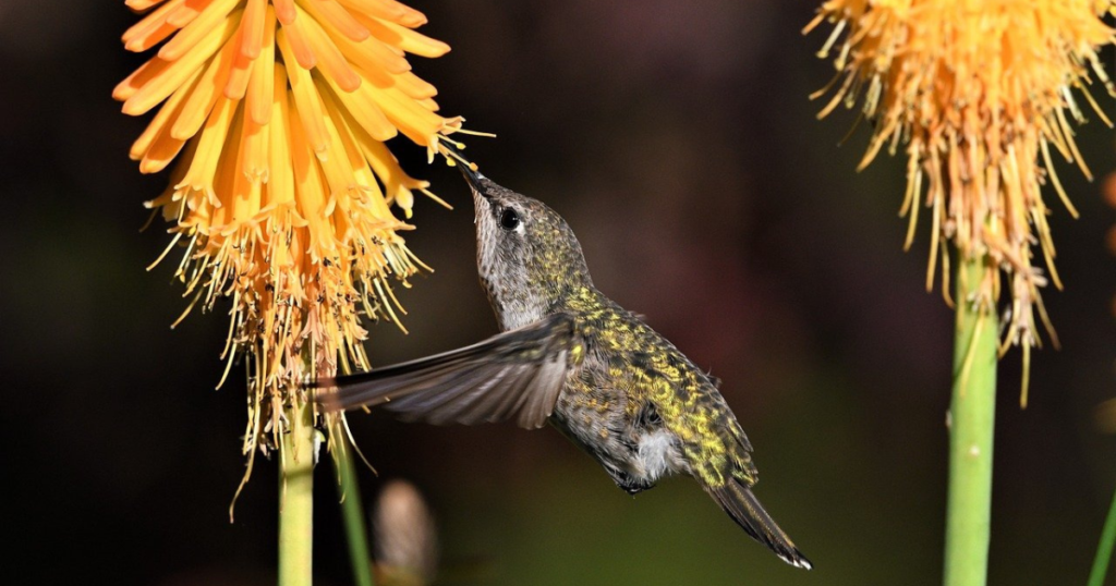 hummingbird