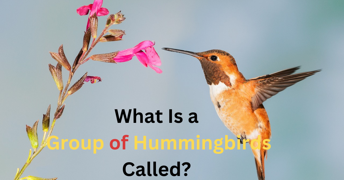 hummingbird