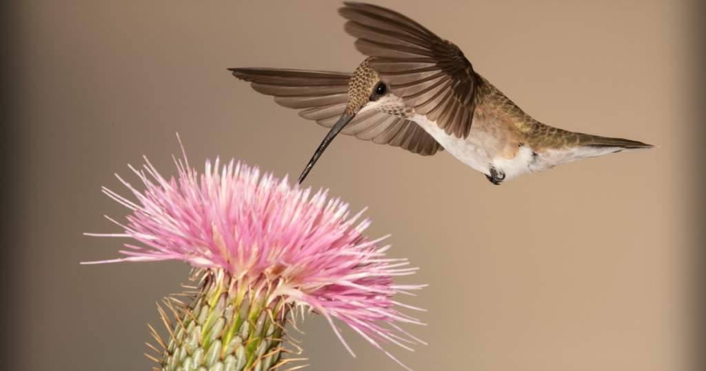 hummingbird