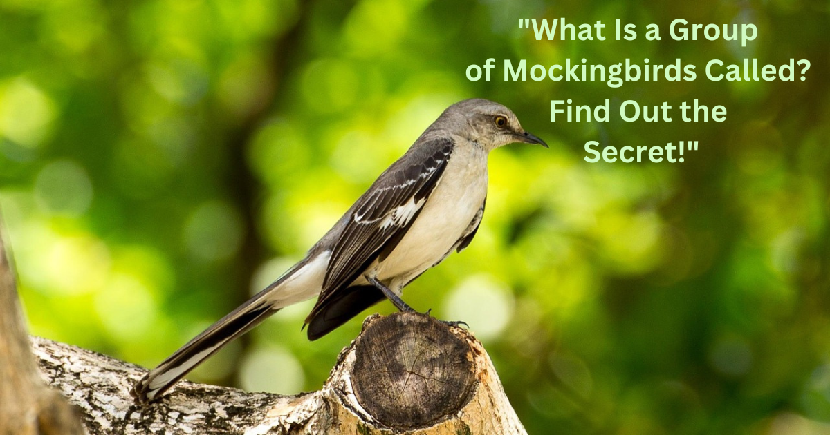 group of mockingbirds