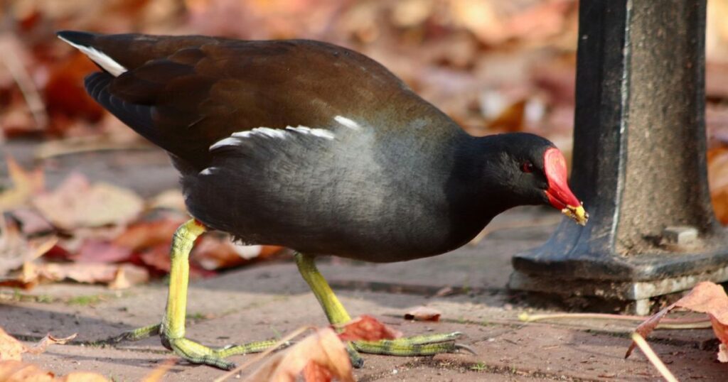 Moorhen