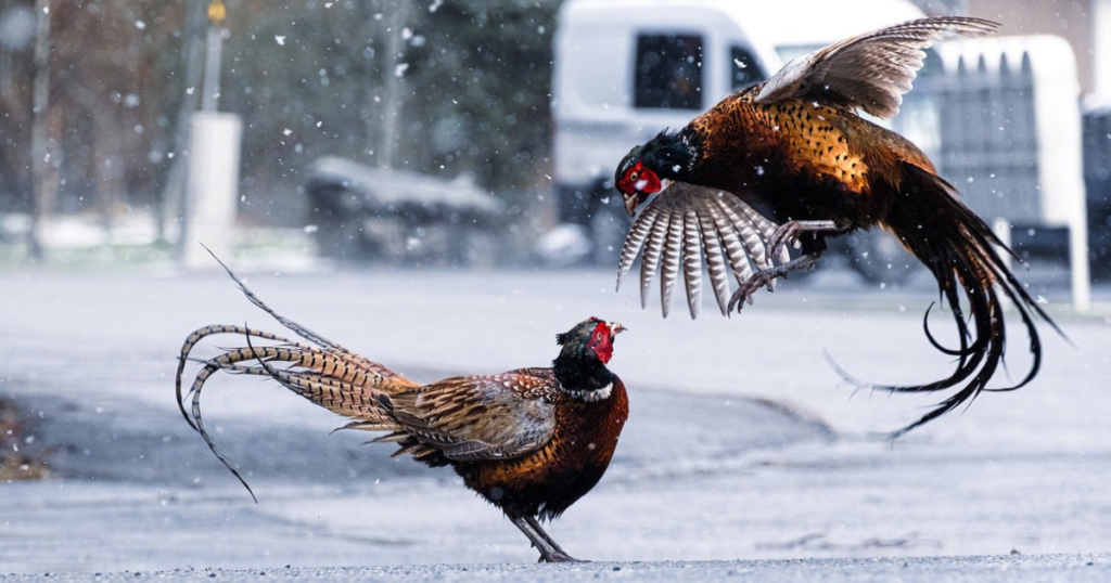 pheasant