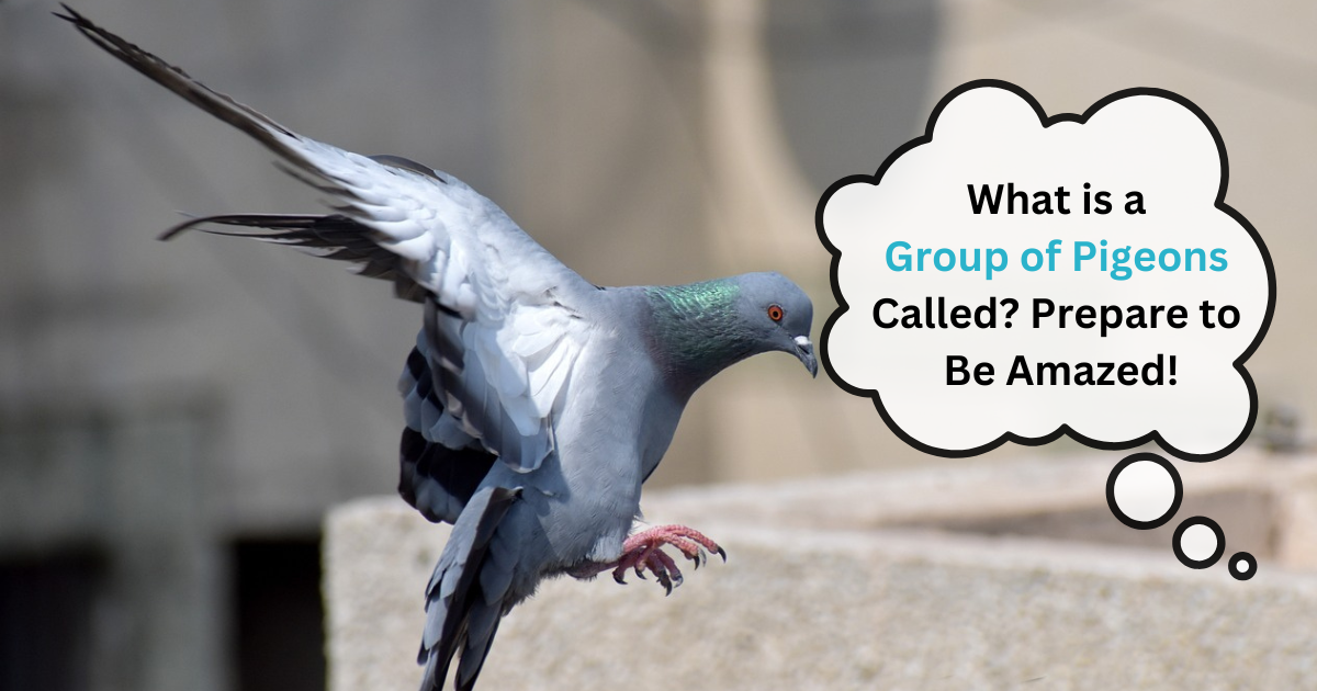 What is a Group of Pigeons Called?