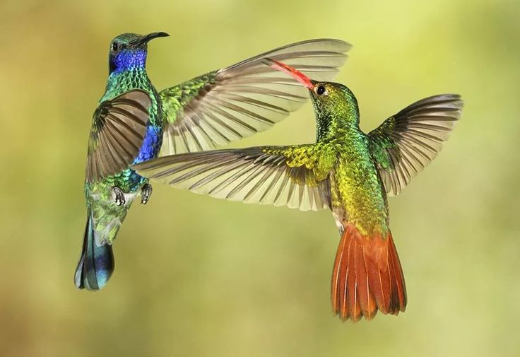 humming birds