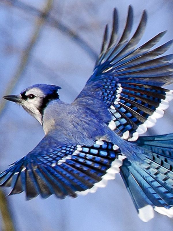 blue jays