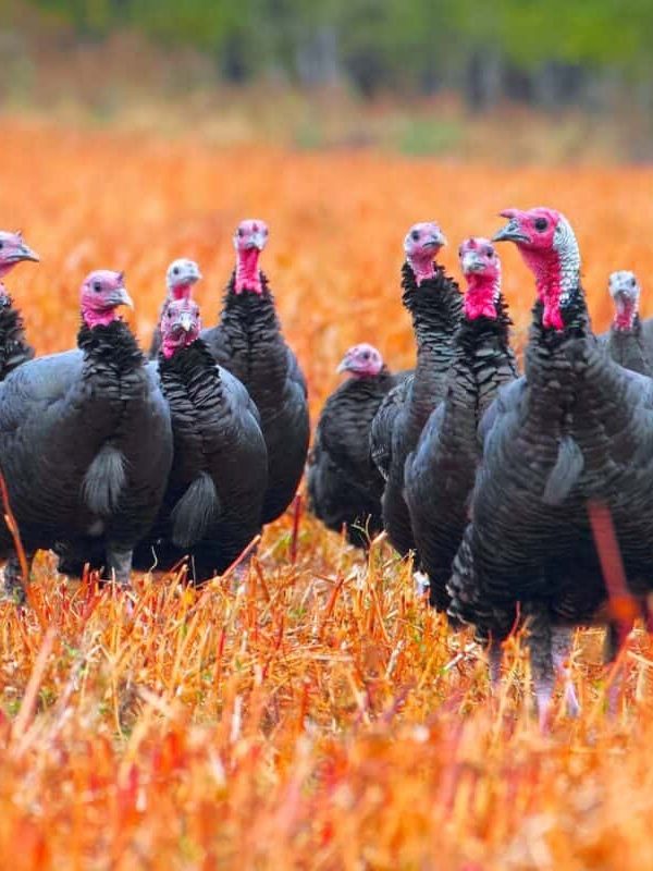 group of turkeys