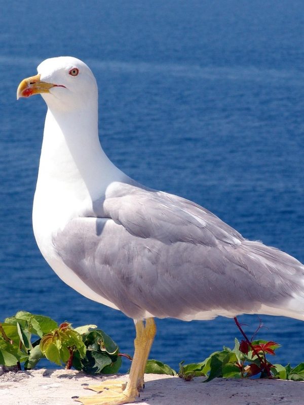 seagulls